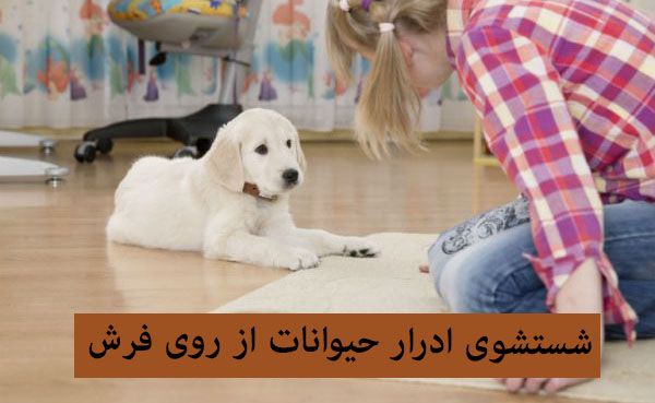 آموزش شستشوی ادرار حیوانات از روی فرش